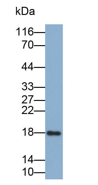 MAB758Hu22.jpg