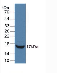 MAB758Mu21.jpg