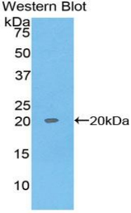 MAB760Hu22.jpg