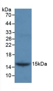 MAB762Ga21.jpg