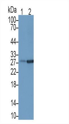 MAB765Hu21.jpg