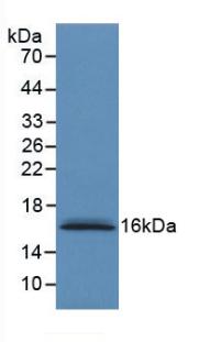 MAB769Hu22.jpg