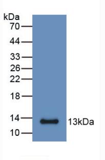 MAB769Mu21.jpg