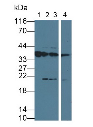 MAB780Hu22.jpg