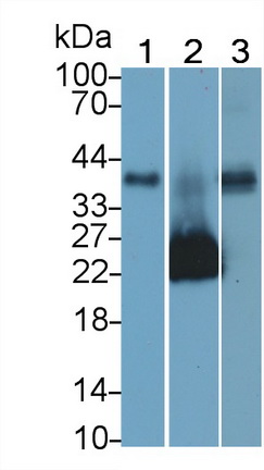 MAB782Hu21.jpg