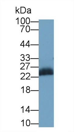 MAB782Hu22.jpg