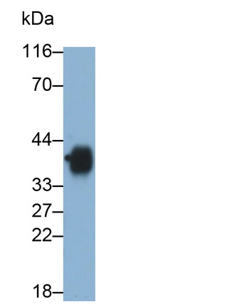 MAB784Hu22.jpg