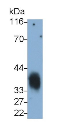 MAB784Hu24.jpg