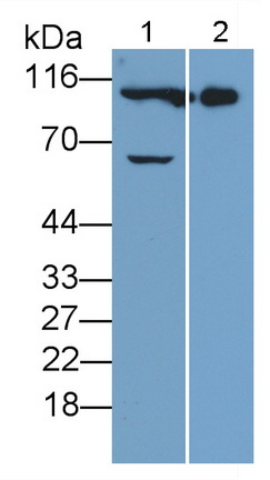 MAB785Hu21.jpg