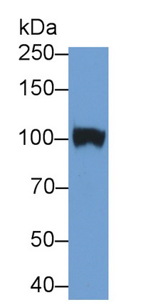 MAB785Hu23.jpg