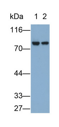 MAB785Hu26.jpg