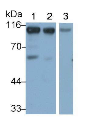 MAB785Hu27.jpg