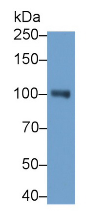 MAB785Hu29.jpg