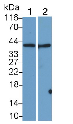 Monoclonal Antibody to Sialic Acid Binding Ig Like Lectin 7 (SIGLEC7)