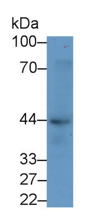 MAB790Hu22.jpg