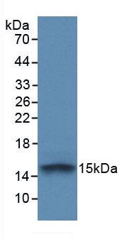 MAB791Hu21.jpg