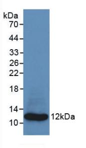 MAB792Hu21.jpg