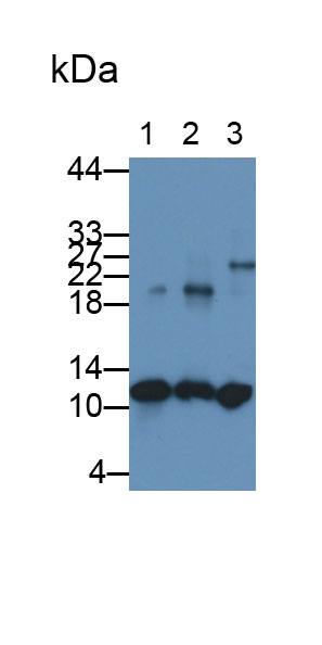 MAB792Hu26.jpg