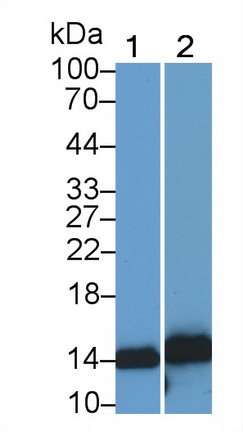 MAB793Hu21.jpg