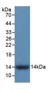 MAB793Hu22.jpg