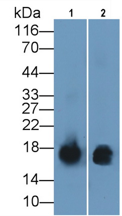 MAB793Hu25.jpg