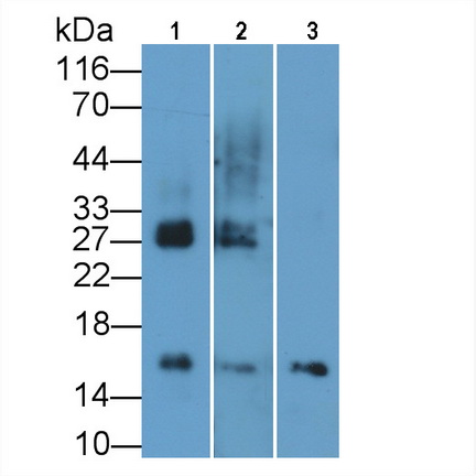 MAB793Hu27.jpg