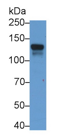 MAB807Hu21.jpg