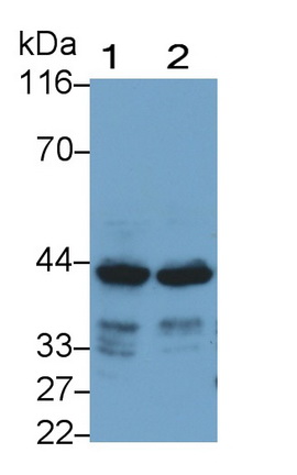 MAB809Hu22.jpg