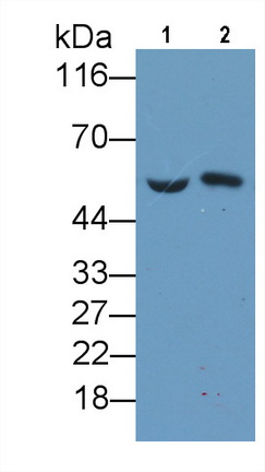 MAB810Hu23.jpg