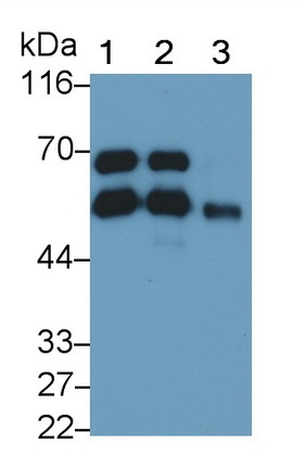 MAB810Hu24.jpg