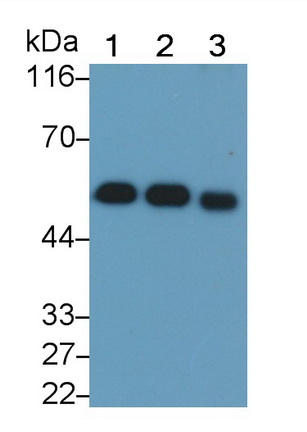 MAB810Hu27.jpg