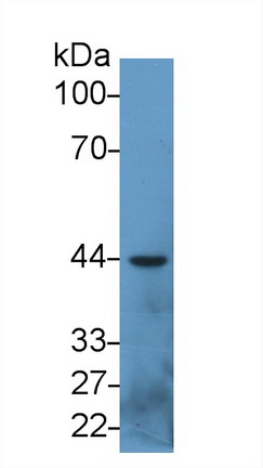 MAB814Hu22.jpg