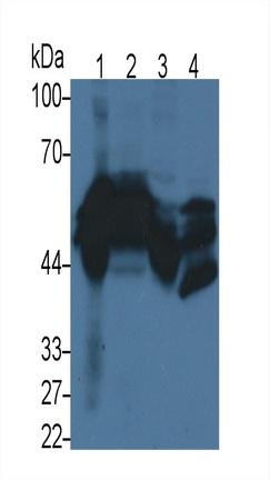 MAB822Hu22.jpg