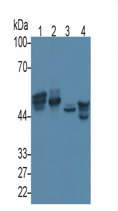 MAB822Hu24.jpg