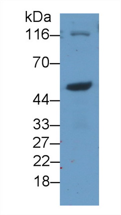 MAB831Hu21.jpg