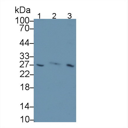 MAB833Hu22.jpg