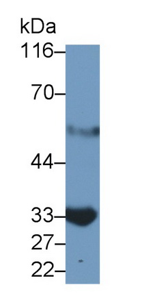 MAB837Hu24.jpg