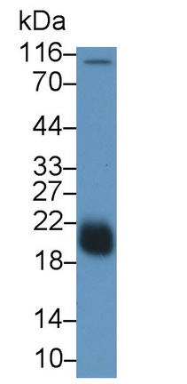 MAB859Hu21.jpg