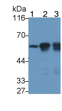 MAB870Hu27.jpg