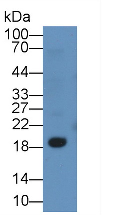 MAB872Hu24.jpg