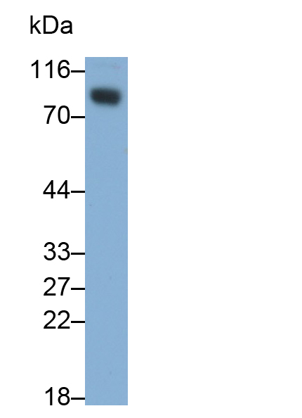 MAB873Hu25.jpg