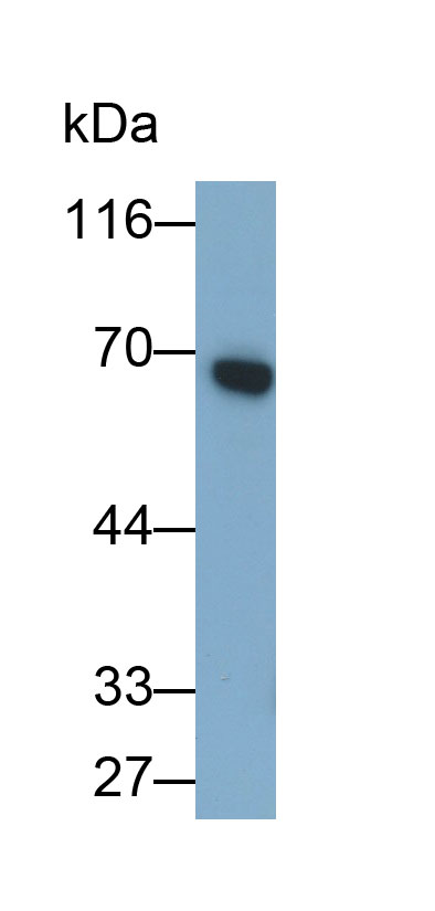 MAB873Ra21.jpg