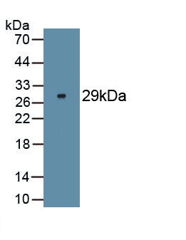 Monoclonal Antibody to Forkhead Box P3 (FOXP3)