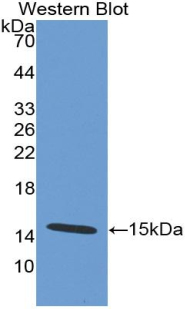 MAB912Hu22.jpg