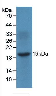 MAB928Hu21.jpg