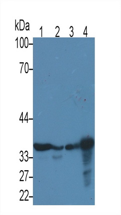 MAB932Hu21.jpg