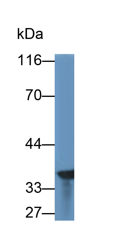 MAB932Hu27.jpg