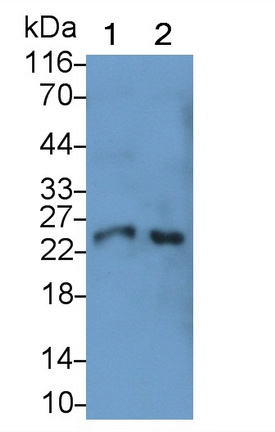 MAB933Hu21.jpg