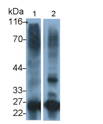 MAB933Hu22.jpg