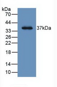 MAB934Hu21.jpg